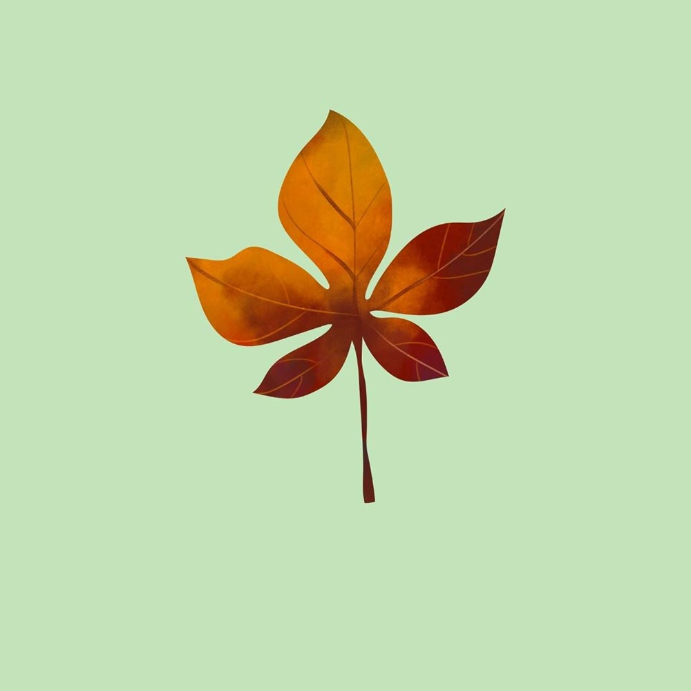 Leaf illustration