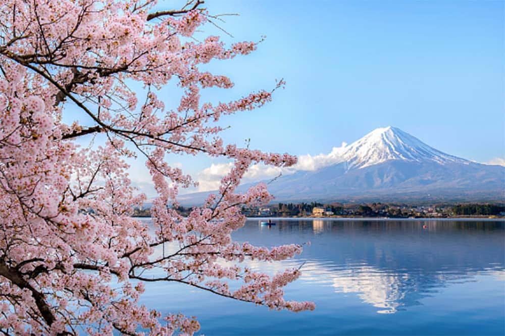 An image of a cherry blossom tree, lake and mountain in the background